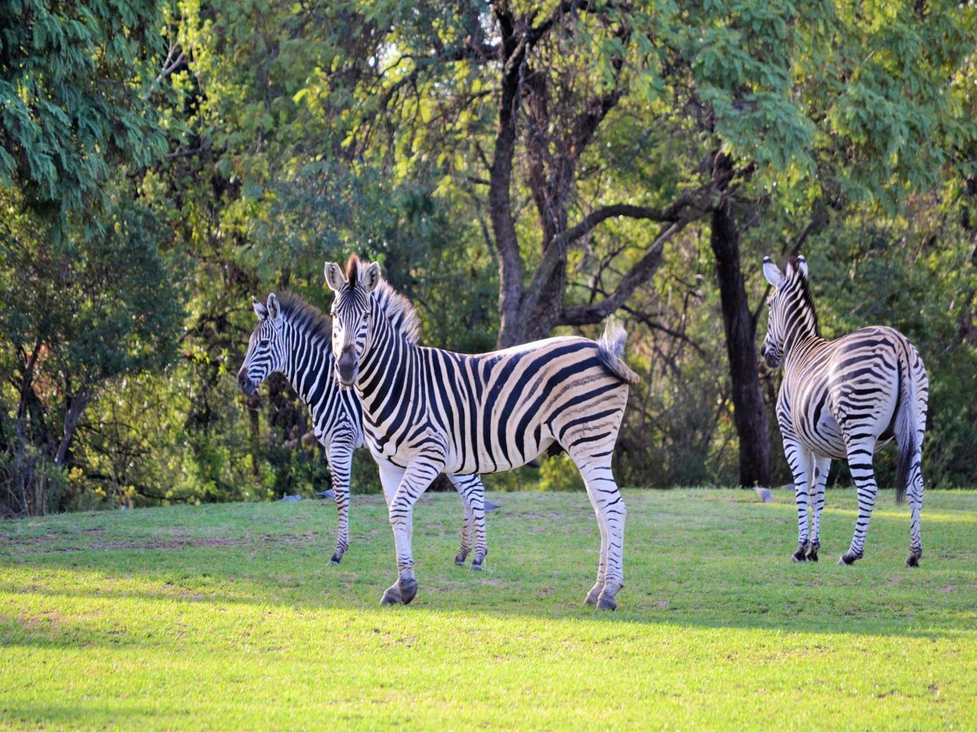 Вилла Elements Private Golf Reserve Бела-Бела Экстерьер фото